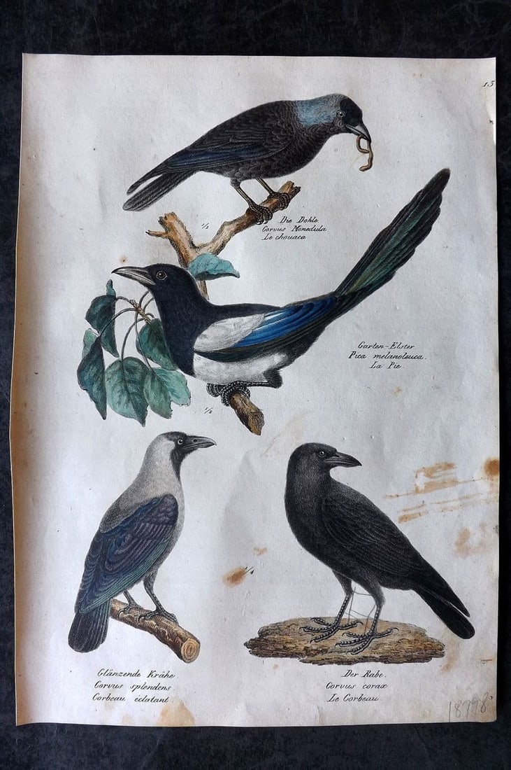 Schinz & Brodtmann 1830 Folio HCol Bird Print. Magpie, Jackdaw, Crow, Raven 13: Folio Lithograph Published 1830, Zurich for "Naturgeschichte und Abbildungen der Vogel..." by Heinrich Rudolph Schinz. Lithographed by Karl Joseph Brodtmann. Paper Size: 12 x 8.25 inch (31 x 21cm) Som