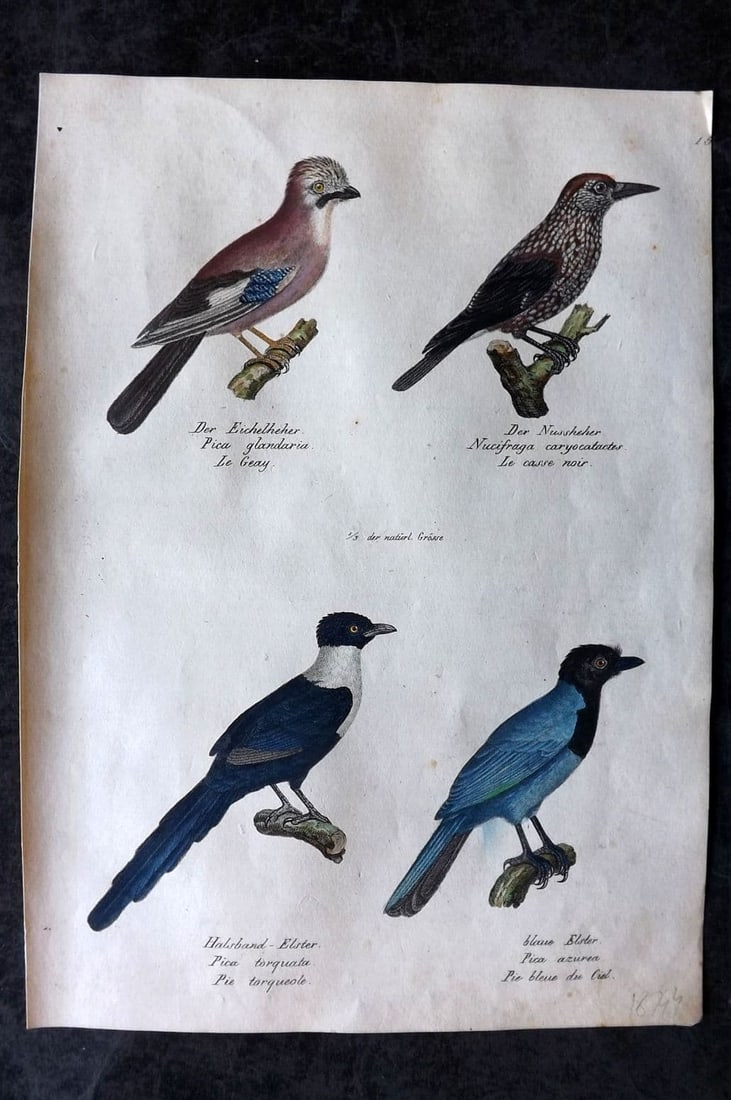 Schinz & Brodtmann 1830 Folio HCol Bird Print. Jay, Nutcracker, Blue Jay 16: Folio Lithograph Published 1830, Zurich for "Naturgeschichte und Abbildungen der Vogel..." by Heinrich Rudolph Schinz. Lithographed by Karl Joseph Brodtmann. Paper Size: 12 x 8.25 inch (31 x 21cm) Goo