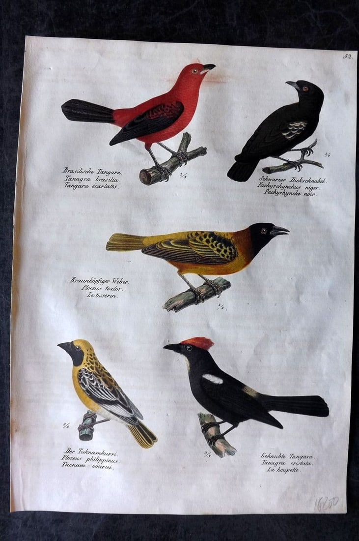 Schinz & Brodtmann 1830 Folio HCol Bird Print. Tanagers 52: Folio Lithograph Published 1830, Zurich for "Naturgeschichte und Abbildungen der Vogel..." by Heinrich Rudolph Schinz. Lithographed by Karl Joseph Brodtmann. Paper Size: 12 x 8.25 inch (31 x 21cm) Ver