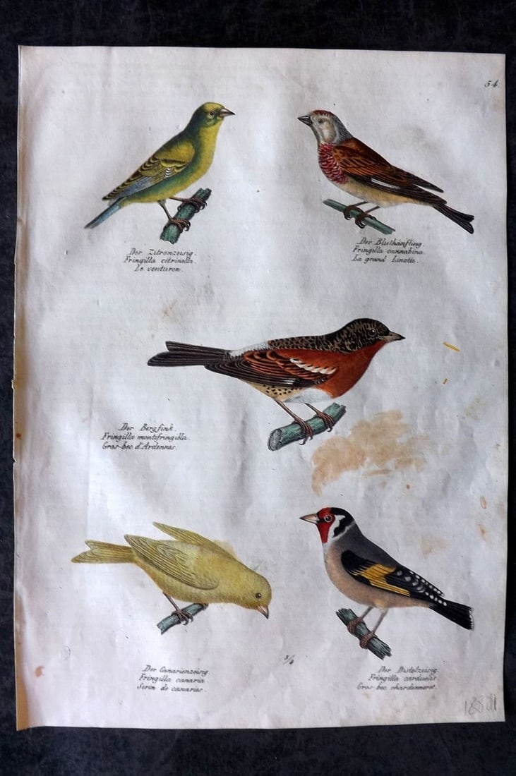 Schinz & Brodtmann 1830 Folio HCol Bird Print. Fringilla, Goldfinch, Canary 54: Folio Lithograph Published 1830, Zurich for "Naturgeschichte und Abbildungen der Vogel..." by Heinrich Rudolph Schinz. Lithographed by Karl Joseph Brodtmann. Paper Size: 12 x 8.25 inch (31 x 21cm) Som