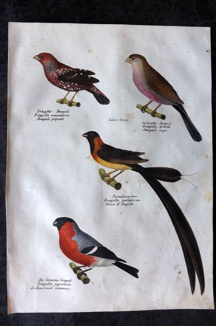 Schinz & Brodtmann 1830 Paradise Long Tailed Finch, Fringilla, Bullfinch 55: Folio Lithograph Published 1830, Zurich for "Naturgeschichte und Abbildungen der Vogel..." by Heinrich Rudolph Schinz. Lithographed by Karl Joseph Brodtmann. Paper Size: 12 x 8.25 inch (31 x 21cm) Goo