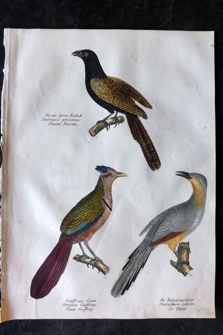 Schinz & Brodtmann 1830 HCol Bird. Pheasant Coucal, Ground & Lizard Cuckoo 59: Folio Lithograph Published 1830, Zurich for "Naturgeschichte und Abbildungen der Vogel..." by Heinrich Rudolph Schinz. Lithographed by Karl Joseph Brodtmann. Paper Size: 12 x 8.25 inch (31 x 21cm) Goo