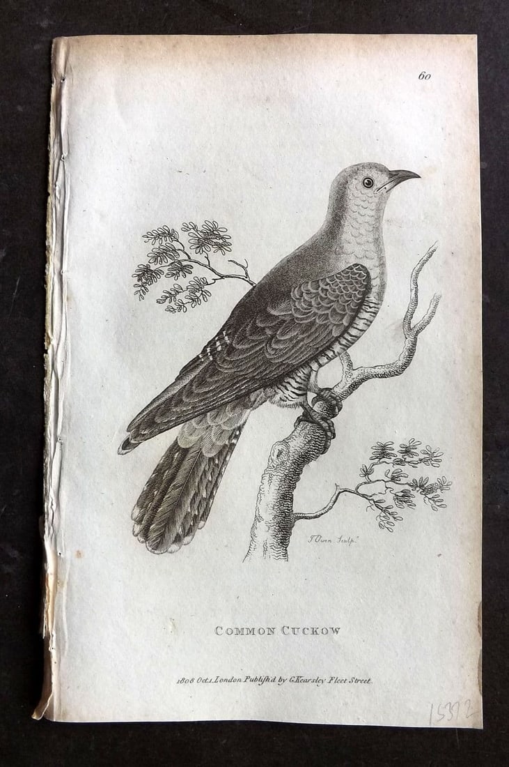 Shaw, George 1809 Antique Bird Print. Common Cuckoo 60: Copper Plate Published 1809 by G.Kearsley, London for "Zoological Lectures..." by George Shaw. Paper Size: 8.5 x 5 inch (22 x 13cm) Very minor background toning. Good Condition