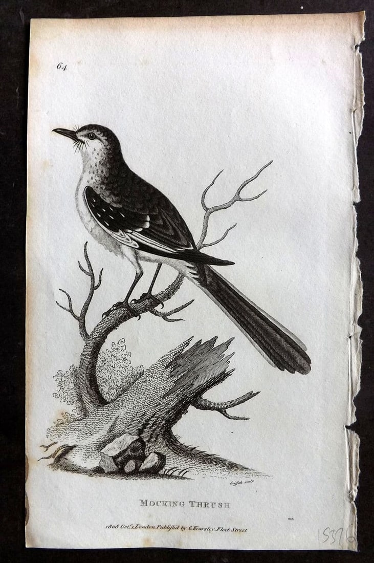 Shaw, George 1809 Antique Bird Print. Mocking Thrush 64 (1 of 1)