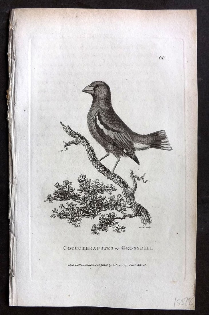 Shaw, George 1809 Antique Bird Print. Coccothraustes or Grossbill 66: Copper Plate Published 1809 by G.Kearsley, London for "Zoological Lectures..." by George Shaw. Paper Size: 8.5 x 5 inch (22 x 13cm) Very minor background text offsetting. Good Condition