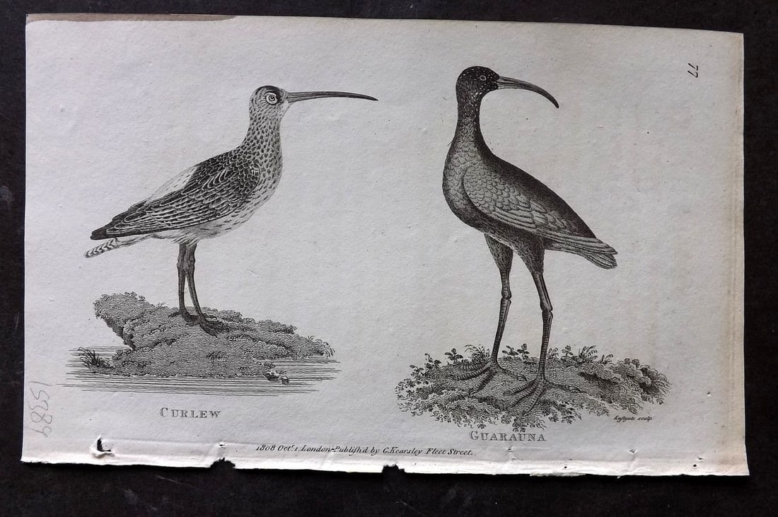 Shaw, George 1809 Antique Bird Print. Curlew & Guarauna 77: Copper Plate Published 1809 by G.Kearsley, London for "Zoological Lectures..." by George Shaw. Paper Size: 8.5 x 5 inch (22 x 13cm) Good Condition