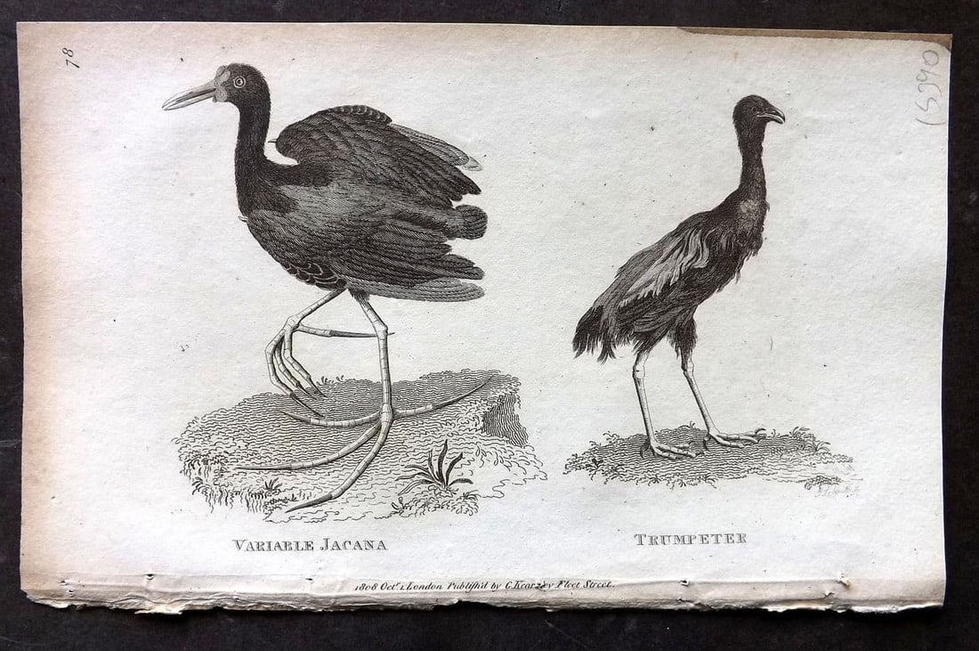Shaw, George 1809 Antique Bird Print. Variable Jacana & Trumpeter 78: Copper Plate Published 1809 by G.Kearsley, London for "Zoological Lectures..." by George Shaw. Paper Size: 8.5 x 5 inch (22 x 13cm) Tiny ink mark to edge of top margin. Very minor background toning. O
