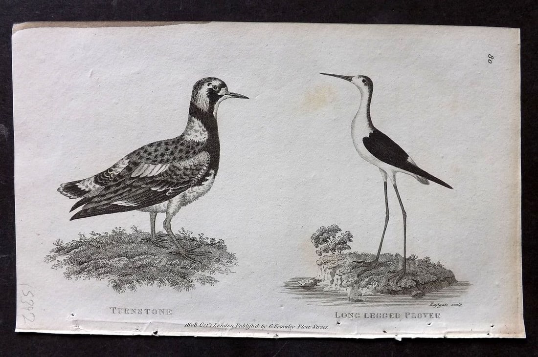 Shaw, George 1809 Antique Bird Print. Turnstone & Long Legged Plover 80: Copper Plate Published 1809 by G.Kearsley, London for "Zoological Lectures..." by George Shaw. Paper Size: 8.5 x 5 inch (22 x 13cm) Very minor background toning. Good Condition