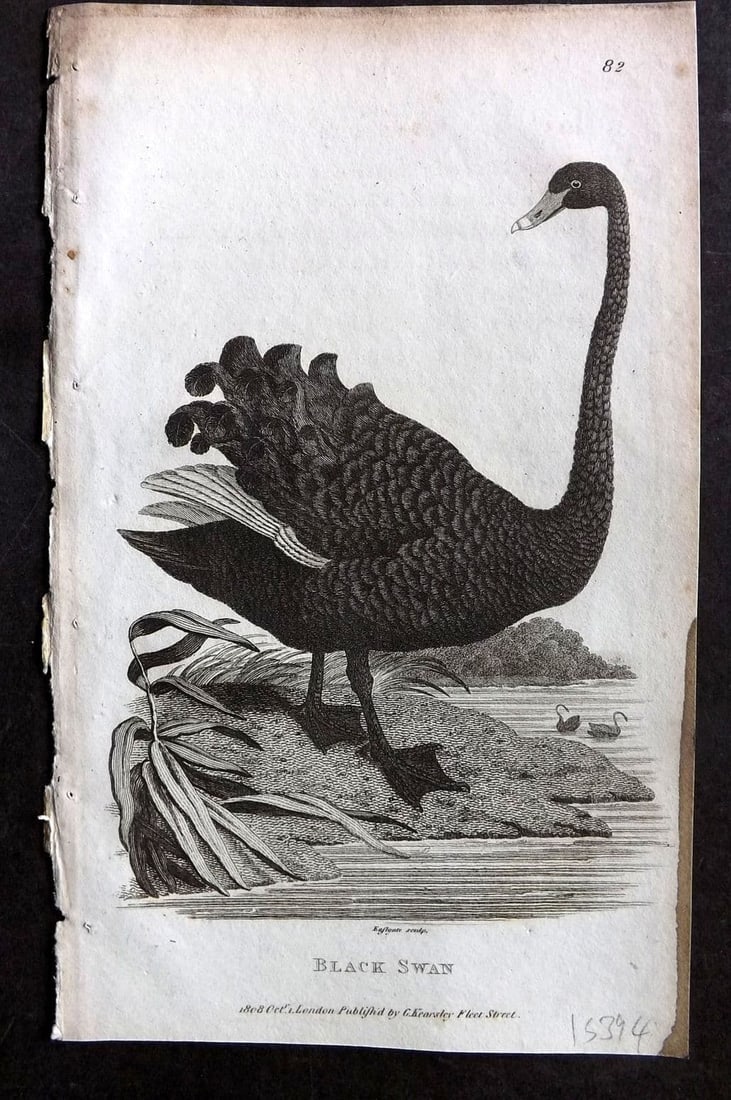 Shaw, George 1809 Antique Bird Print. Black Swan 82: Copper Plate Published 1809 by G.Kearsley, London for "Zoological Lectures..." by George Shaw. Paper Size: 8.5 x 5 inch (22 x 13cm) Very minor background toning. Minor inke stain, edge of right margin