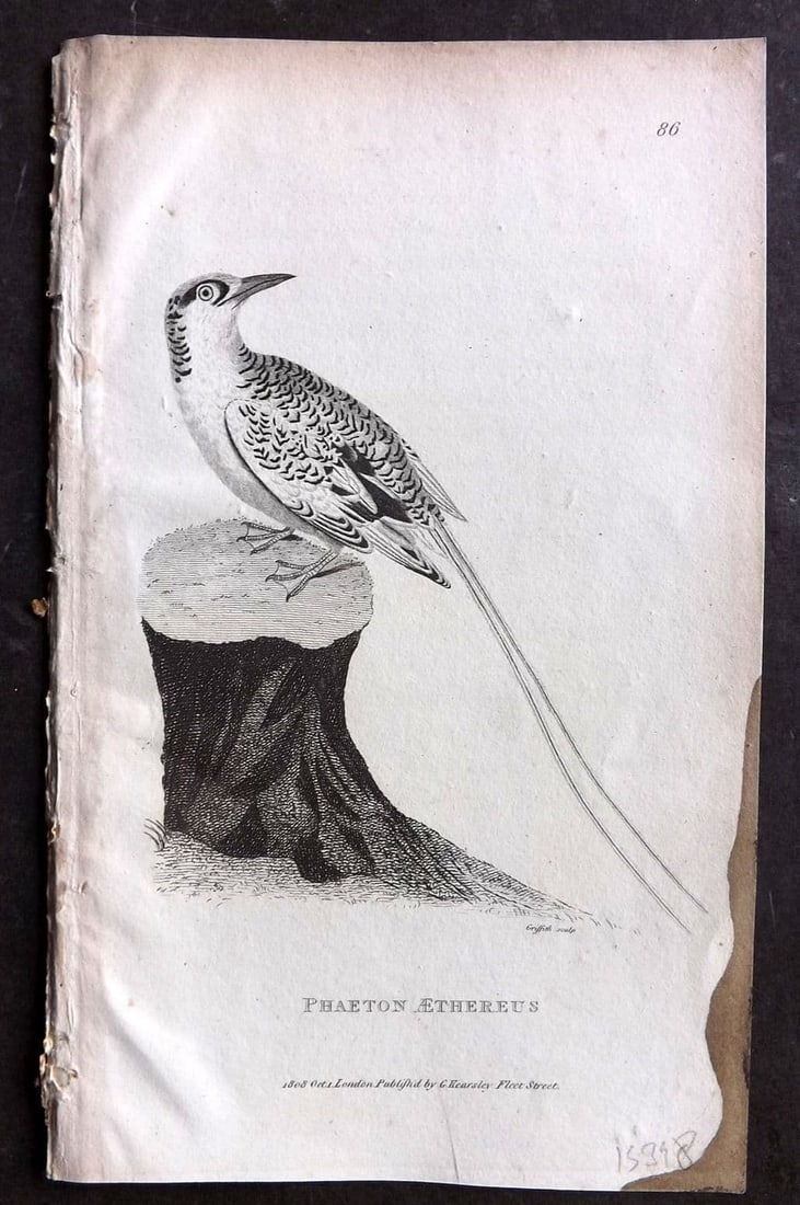 Shaw, George 1809 Antique Bird Print. Phaeton Aethereus 86: Copper Plate Published 1809 by G.Kearsley, London for "Zoological Lectures..." by George Shaw. Paper Size: 8.5 x 5 inch (22 x 13cm) Good Condition