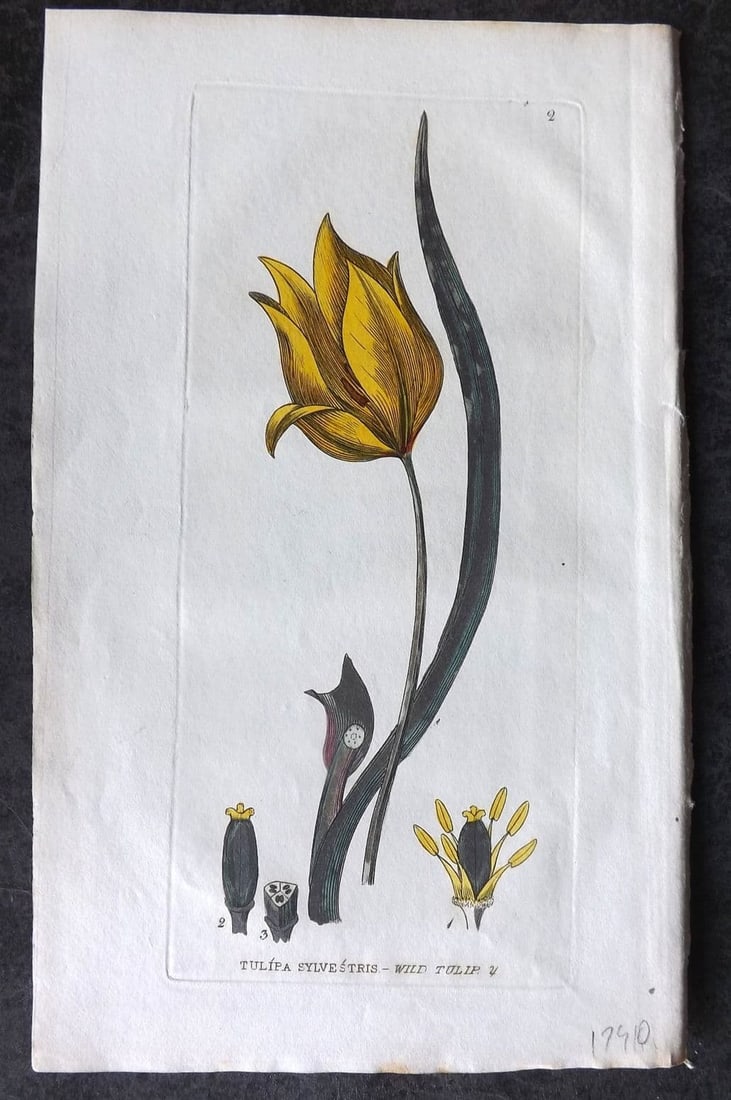 Baxter, William 1834 Hand Col Botanical Print. Wild Tulip 02 (1 of 1)