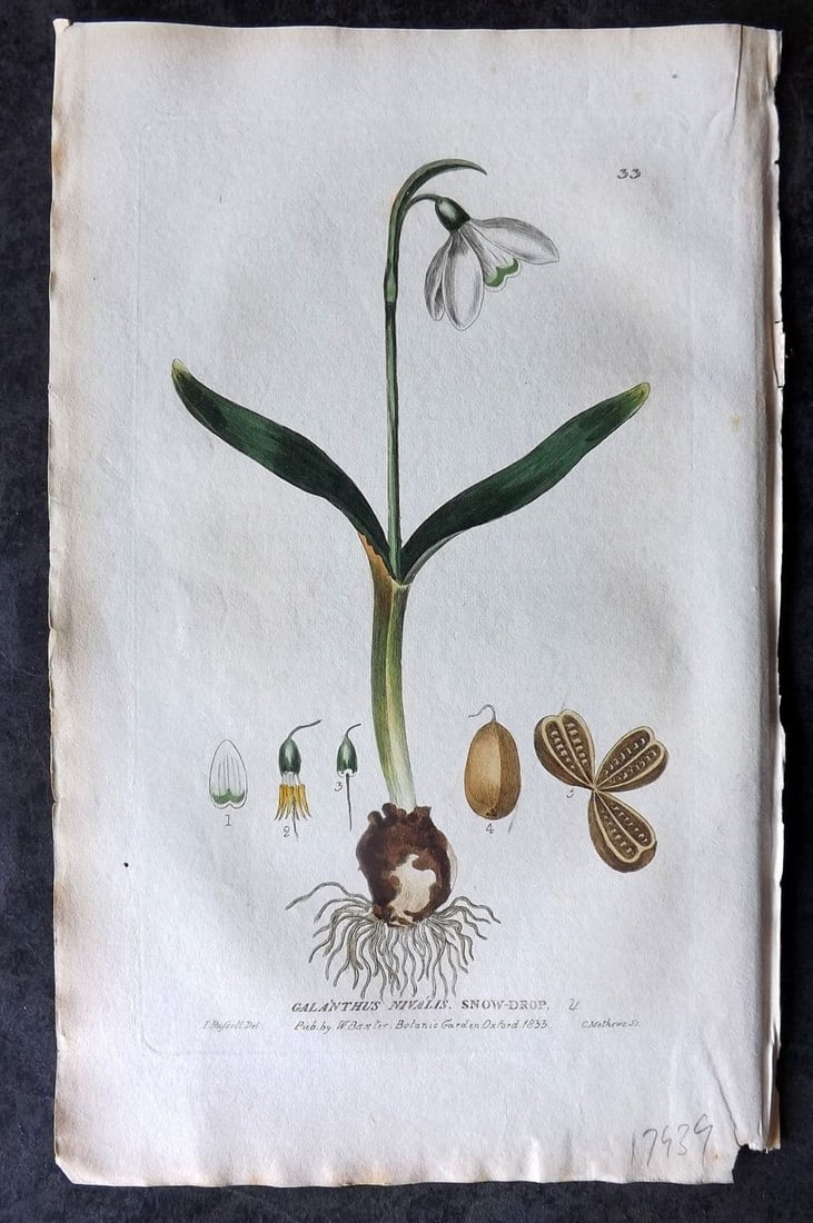 Baxter, William 1834 Hand Col Botanical Print. Snow Drop 33 (1 of 1)