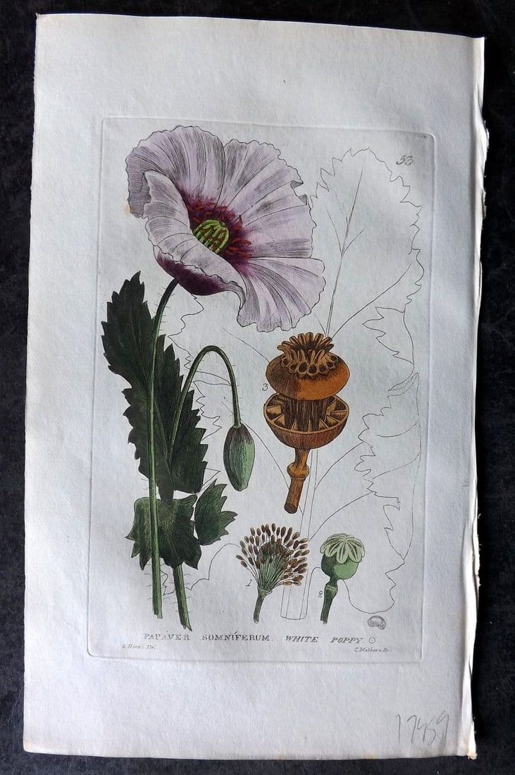 Baxter, William 1834 Hand Col Botanical Print. White Poppy 53 (1 of 1)