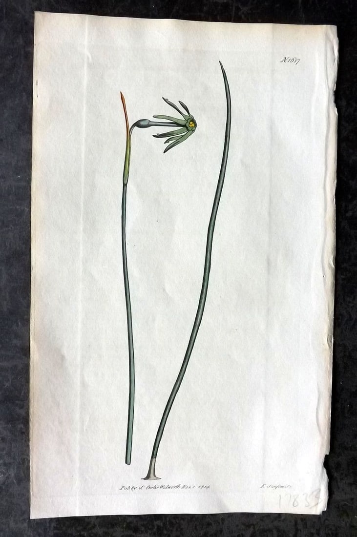 Curtis 1814 HC Botanical. Narcissus Viridiflorus. Green Autumnal Jonquil 1687: Antique Engraving/Etching Published 1787-1904, London for "The Botanical Magazine; or Flower-Garden Displayed" and later "Curtis's Botanical Magazine..." by William Curtis, continued by John Simms and