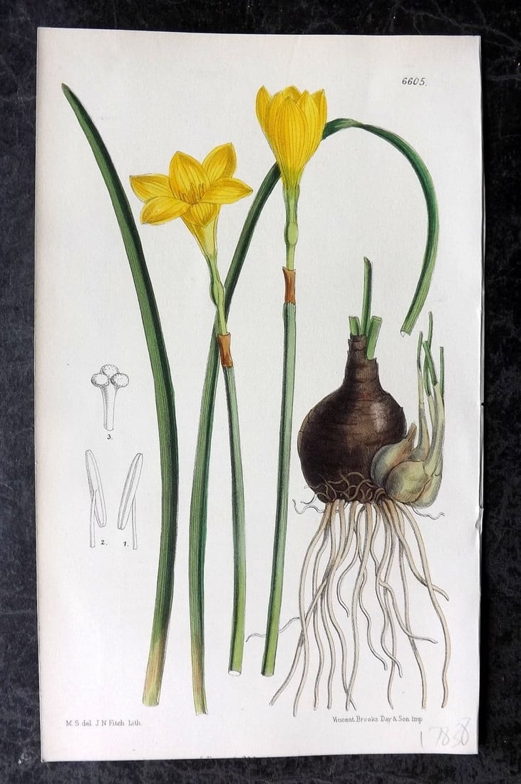 Curtis 1882 Hand Col Botanical Print. Zephyranthes Citrina 6605 Lily: Antique Lithograph Published 1787-1904, London for "The Botanical Magazine; or Flower-Garden Displayed" and later "Curtis's Botanical Magazine..." by William Curtis, continued by John Simms and others