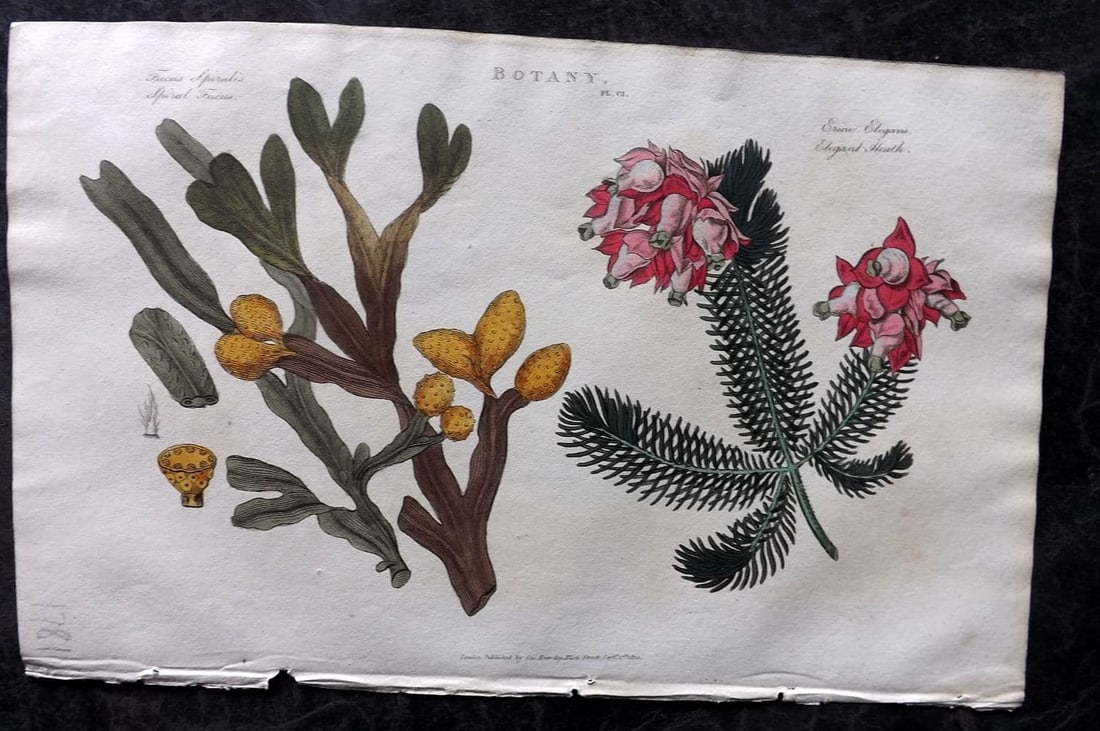 Good, John 1813 Hand Col Botanical Print. Fucus Seaweed & Elegant Heath 101: Antique Copper Plate Published 1806-13, London for "Pantologia: A New Cyclopaedia, Comprehending a Complete Series of Essays" by John Mason Good et al. Fine hand colour as issued. Paper Size: 9.5 x 6 