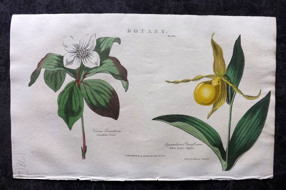 Good, John 1813 Hand Col Botanical Print. Canadian Cornel & Common Laides Slipper 68: Antique Copper Plate Published 1806-13, London for "Pantologia: A New Cyclopaedia, Comprehending a Complete Series of Essays" by John Mason Good et al. Fine hand colour as issued. Paper Size: 9.5 x 6 