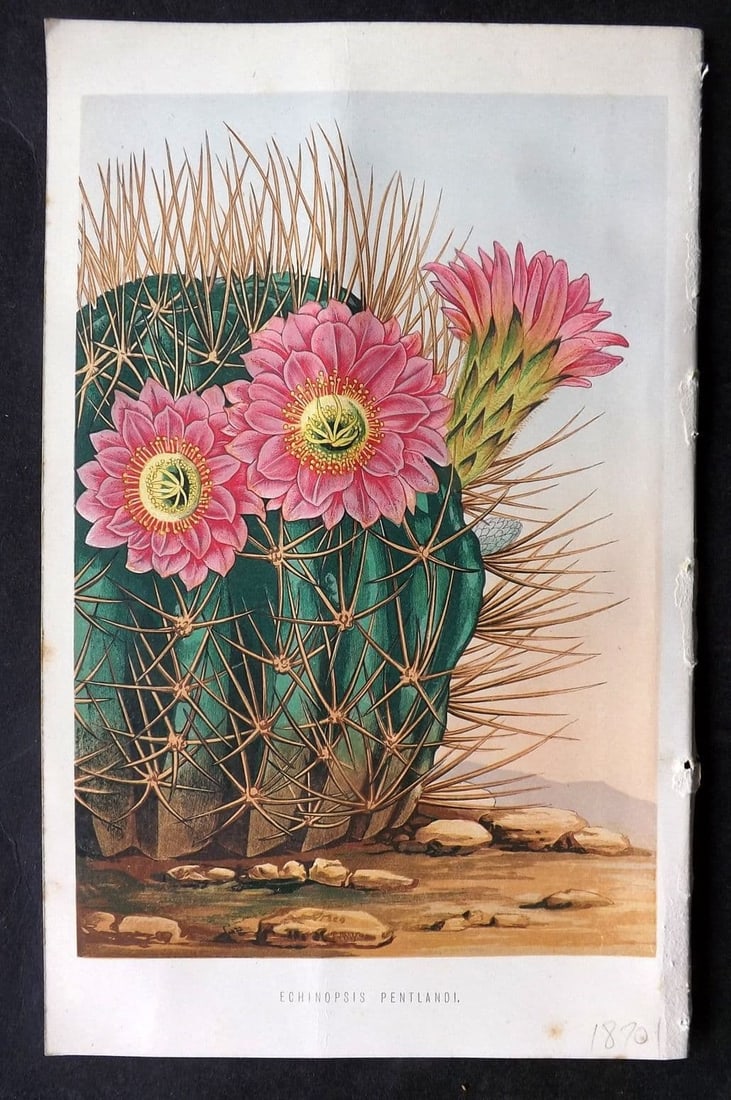 Hibberd, Shirley 1875 Botanical Print. Echinopsis Pentlandi Cactus: Antique Colour Printed Woodblock Published 1858-80, London for "The Floral World" by Shirley Hibberd. Paper Size: 8 x 5.5 inch (21 x 14cm) Good Condition