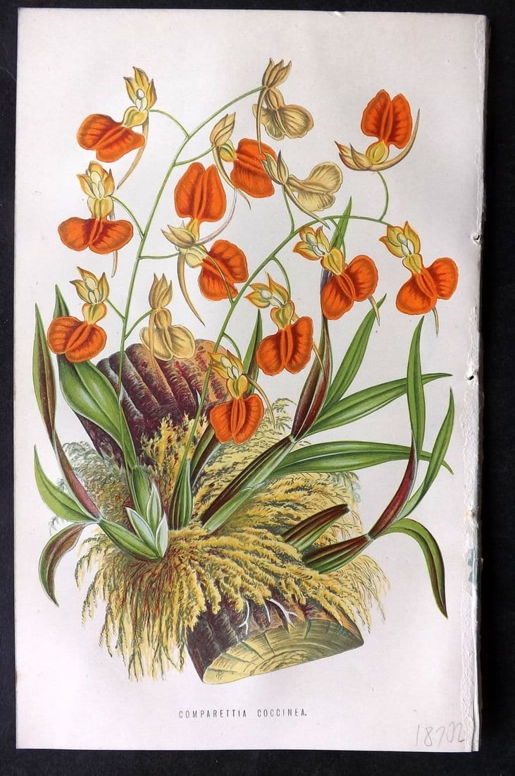 Hibberd, Shirley 1875 Botanical Print. Comparettia Coccinea: Antique Colour Printed Woodblock Published 1858-80, London for "The Floral World" by Shirley Hibberd. Paper Size: 8 x 5.5 inch (21 x 14cm) Good Condition