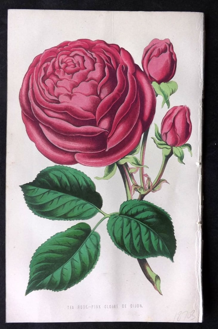 Hibberd, Shirley 1875 Botanical Print. Tea Rose. Pink Gloire de Dijon: Antique Colour Printed Woodblock Published 1858-80, London for "The Floral World" by Shirley Hibberd. Paper Size: 8 x 5.5 inch (21 x 14cm) Good Condition