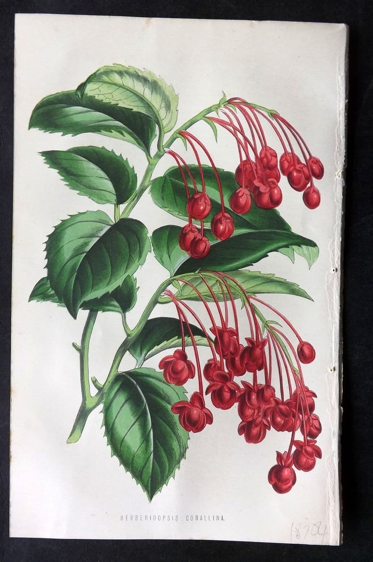 Hibberd, Shirley 1875 Botanical Print. Berberidopsis Corallina: Antique Colour Printed Woodblock Published 1858-80, London for "The Floral World" by Shirley Hibberd. Paper Size: 8 x 5.5 inch (21 x 14cm) Good Condition
