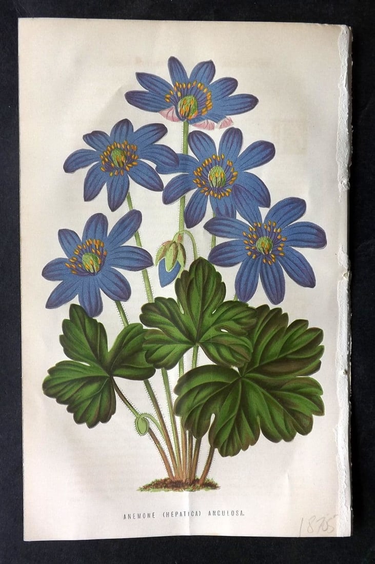 Hibberd, Shirley 1875 Botanical Print. Anemone (Hepatica) Angulosa (1 of 1)