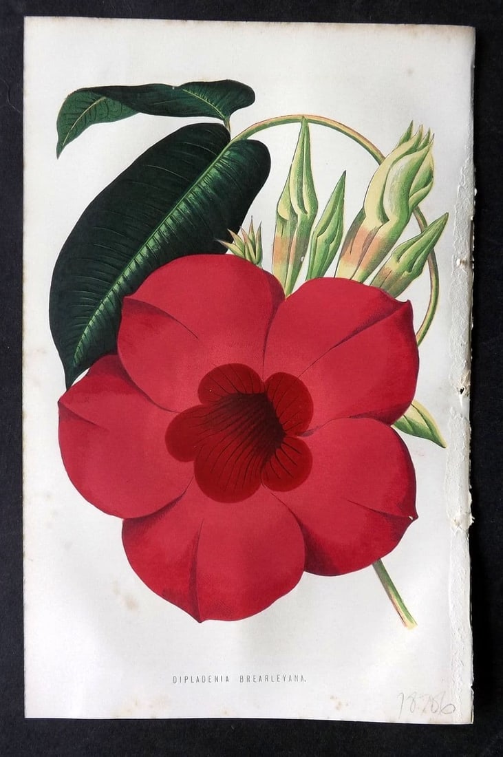 Hibberd, Shirley 1875 Botanical Print. Dipladenia Brearleyana: Antique Colour Printed Woodblock Published 1858-80, London for "The Floral World" by Shirley Hibberd. Paper Size: 8 x 5.5 inch (21 x 14cm) Very minor background toning. Good Condition