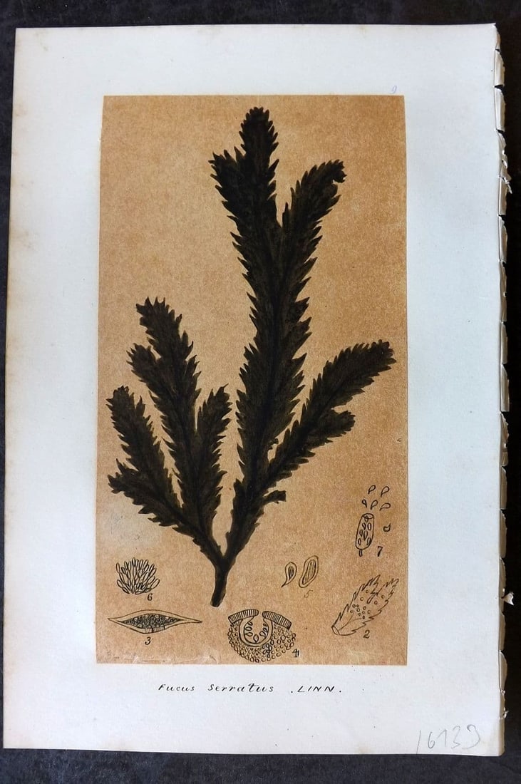 Original Art C1875 Seaweed. Fucus Serratus 09: Antique Pen, Ink and/or Watercolour Made in C1875, England for a privately created work on British Seaweeds by an unknown but Gifted Artist. Each drawing with accompanying descriptive manuscript plate