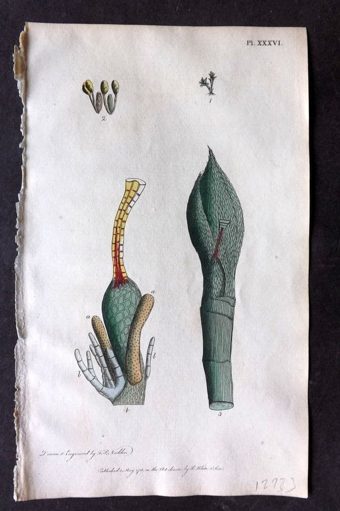 Nodder & Martyn 1815 Hand Col Botanical Print. Pear Bryum 36 (1 of 1)