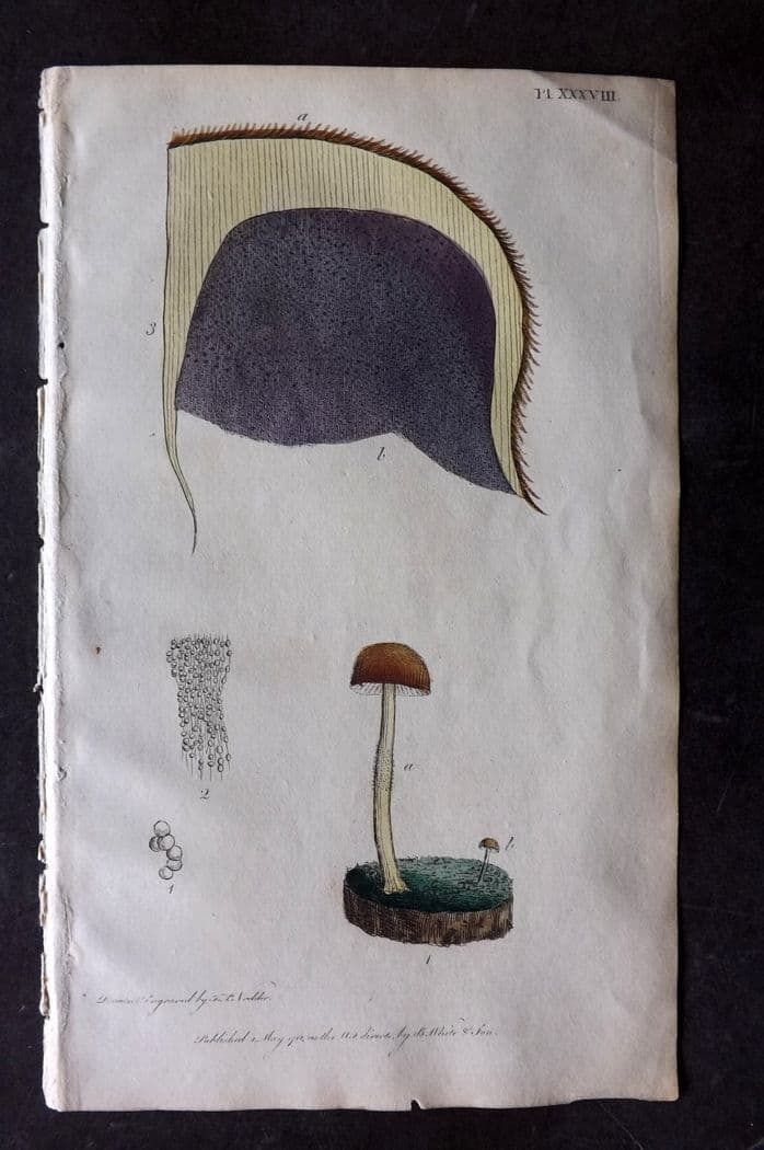 Nodder & Martyn 1815 Hand Col Botanical Print. Agaricus Dillen. Fungi Mushroom 38 (1 of 1)
