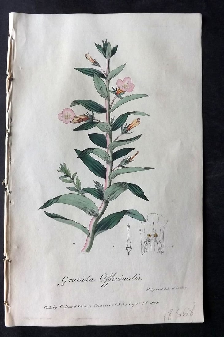 Spratt, George 1829 Hand Col Botanical Print. Hedge Hyssop (1 of 1)