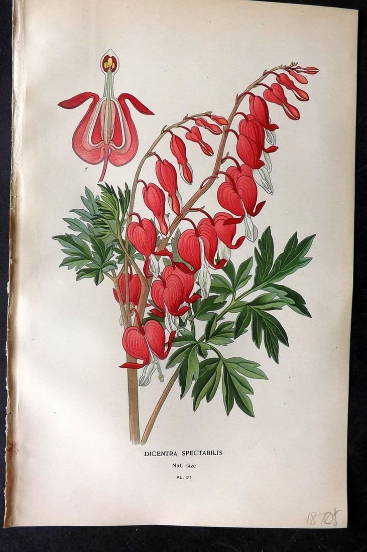 Step, Edward 1897 Antique Botanical Print. Dicentra Spectabilis 21: Antique Chromolithograph Published 1896-97 by Frederick Warne & Co., London for "Favourite Flowers of Garden and Greenhouse" by Edward Step and William Watson. Paper Size: 9 x 6 inch (23 x 15cm) Good 