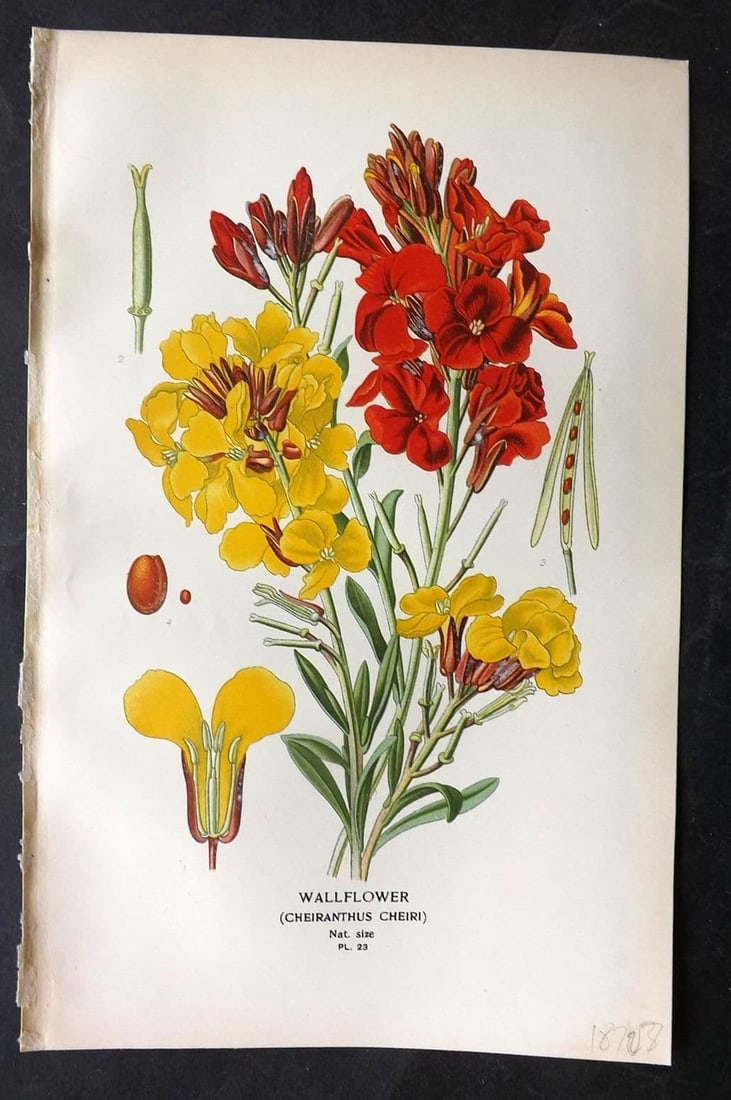 Step, Edward 1897 Antique Botanical Print. Wallflower 23: Antique Chromolithograph Published 1896-97 by Frederick Warne & Co., London for "Favourite Flowers of Garden and Greenhouse" by Edward Step and William Watson. Paper Size: 9 x 6 inch (23 x 15cm) Good 