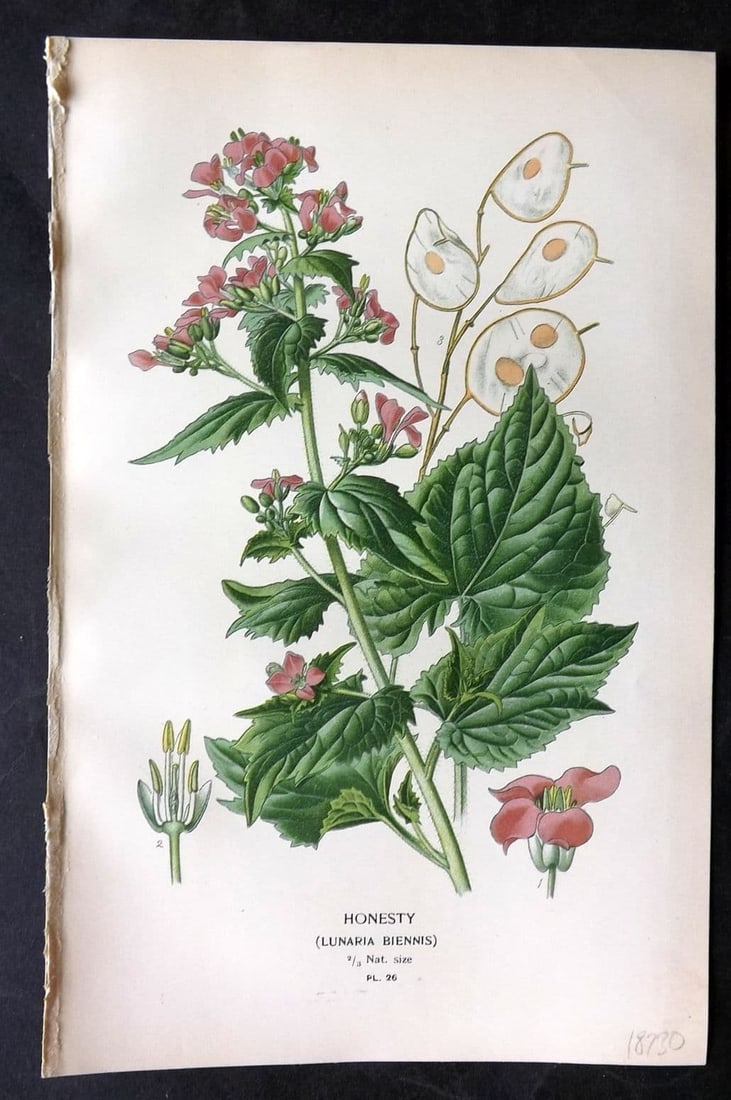 Step, Edward 1897 Antique Botanical Print. Honesty 26: Antique Chromolithograph Published 1896-97 by Frederick Warne & Co., London for "Favourite Flowers of Garden and Greenhouse" by Edward Step and William Watson. Paper Size: 9 x 6 inch (23 x 15cm) Good 