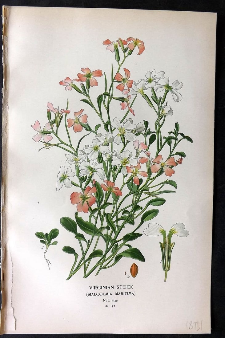 Step, Edward 1897 Antique Botanical Print. Virginian Stock 27: Antique Chromolithograph Published 1896-97 by Frederick Warne & Co., London for "Favourite Flowers of Garden and Greenhouse" by Edward Step and William Watson. Paper Size: 9 x 6 inch (23 x 15cm) Good 