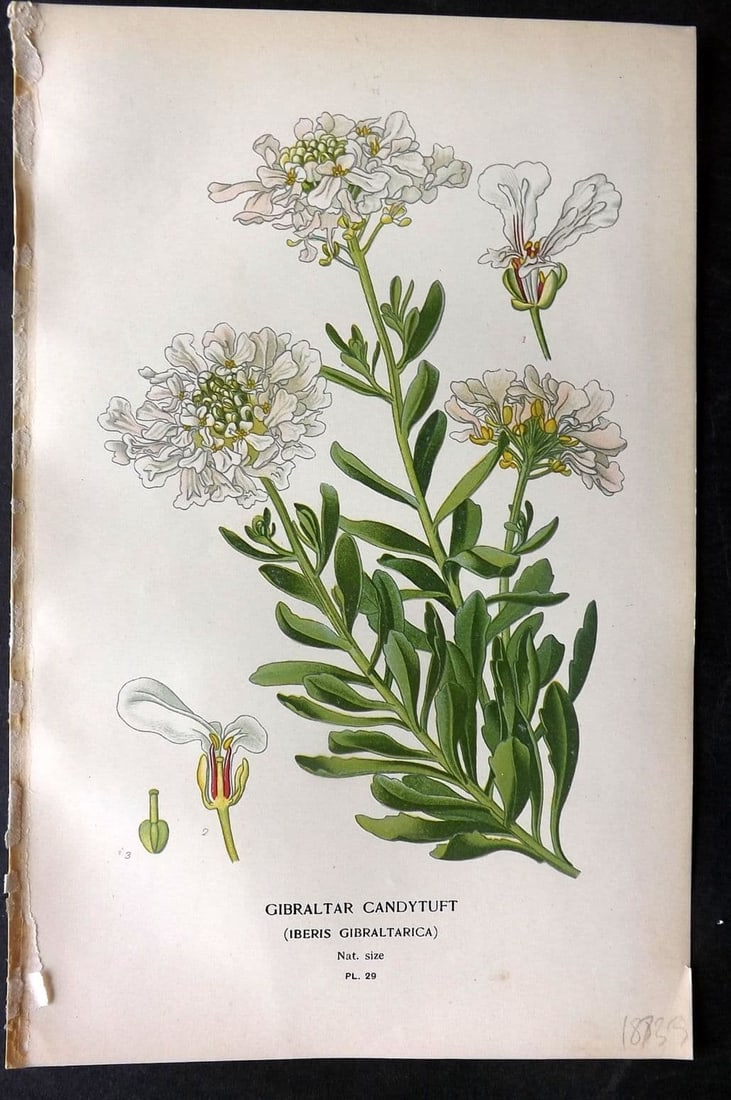 Step, Edward 1897 Antique Botanical Print. Gibraltar Candytuft 29: Antique Chromolithograph Published 1896-97 by Frederick Warne & Co., London for "Favourite Flowers of Garden and Greenhouse" by Edward Step and William Watson. Paper Size: 9 x 6 inch (23 x 15cm) Good 