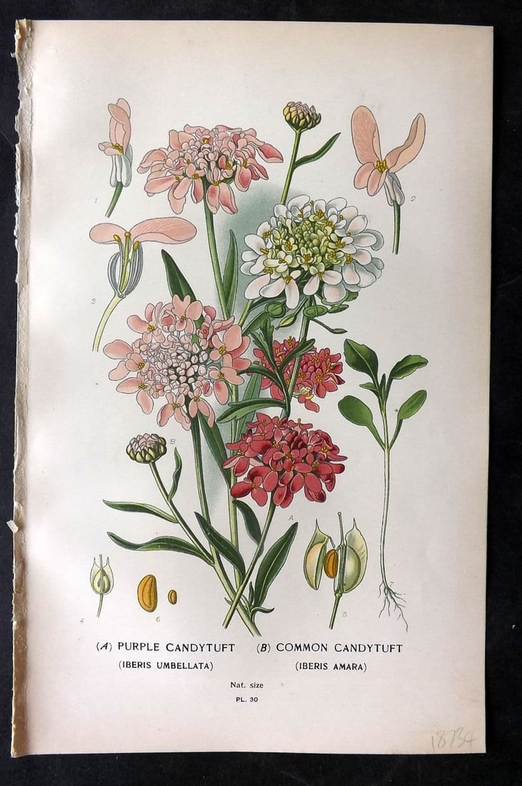 Step, Edward 1897 Antique Botanical Print. Purple & Common Candytufy 30 (1 of 1)