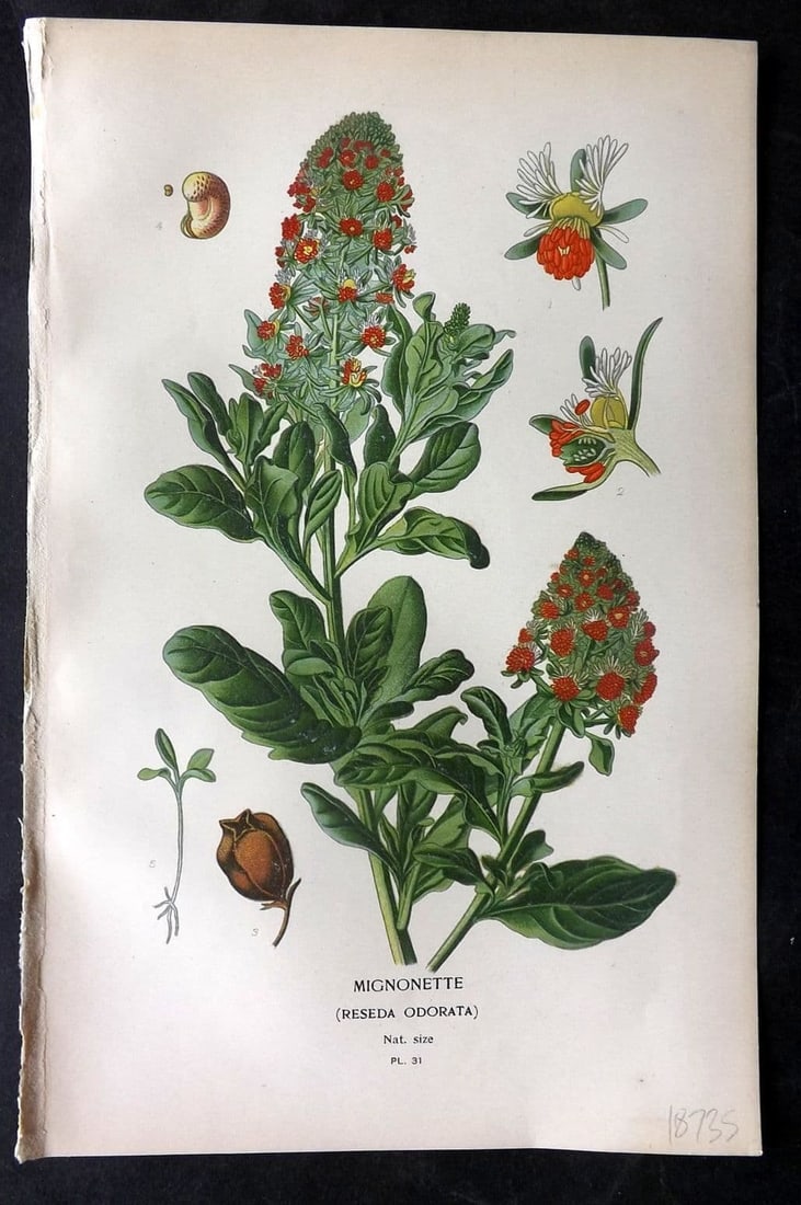 Step, Edward 1897 Antique Botanical Print. Mignonette 31 (1 of 1)