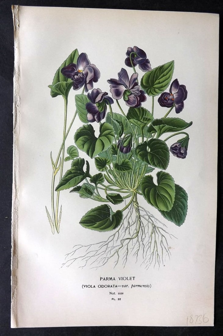 Step, Edward 1897 Antique Botanical Print. Parma Violet 32 (1 of 1)
