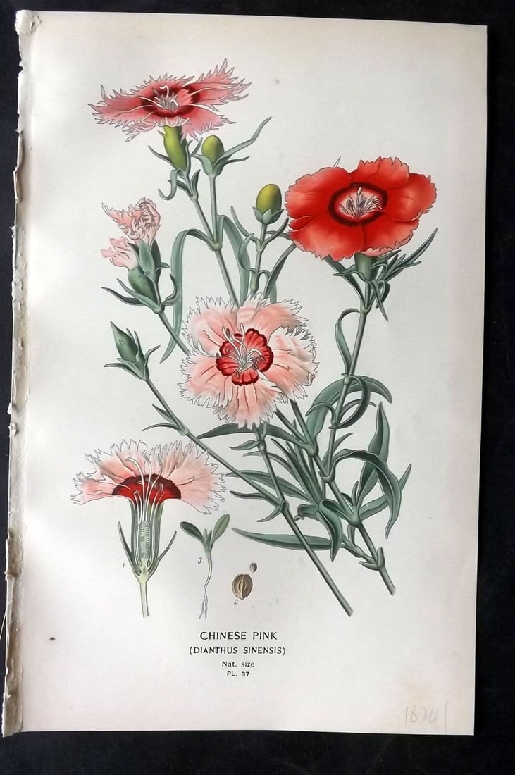 Step, Edward 1897 Antique Botanical Print. Chinese Pink. Dianthus 37 (1 of 1)