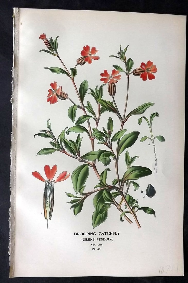Step, Edward 1897 Antique Botanical Print. Drooping Catchfly 40: Antique Chromolithograph Published 1896-97 by Frederick Warne & Co., London for "Favourite Flowers of Garden and Greenhouse" by Edward Step and William Watson. Paper Size: 9 x 6 inch (23 x 15cm) Good 