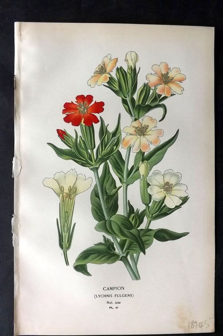 Step, Edward 1897 Antique Botanical Print. Campion. Lychnis 41: Antique Chromolithograph Published 1896-97 by Frederick Warne & Co., London for "Favourite Flowers of Garden and Greenhouse" by Edward Step and William Watson. Paper Size: 9 x 6 inch (23 x 15cm) Good 