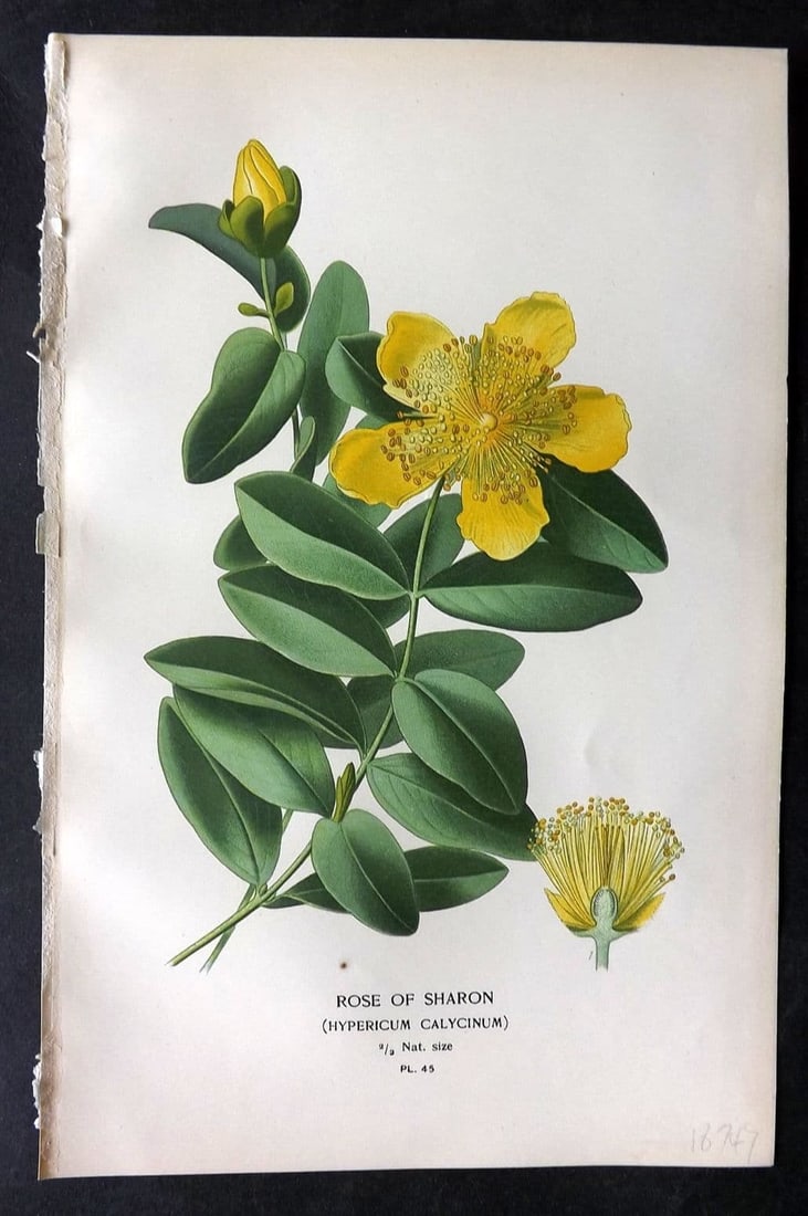 Step, Edward 1897 Antique Botanical Print. Rose of Sharon 45: Antique Chromolithograph Published 1896-97 by Frederick Warne & Co., London for "Favourite Flowers of Garden and Greenhouse" by Edward Step and William Watson. Paper Size: 9 x 6 inch (23 x 15cm) Good 