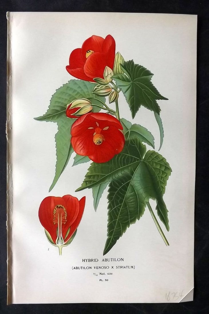 Step, Edward 1897 Antique Botanical Print. Hybrid Abutilon 50: Antique Chromolithograph Published 1896-97 by Frederick Warne & Co., London for "Favourite Flowers of Garden and Greenhouse" by Edward Step and William Watson. Paper Size: 9 x 6 inch (23 x 15cm) Good 