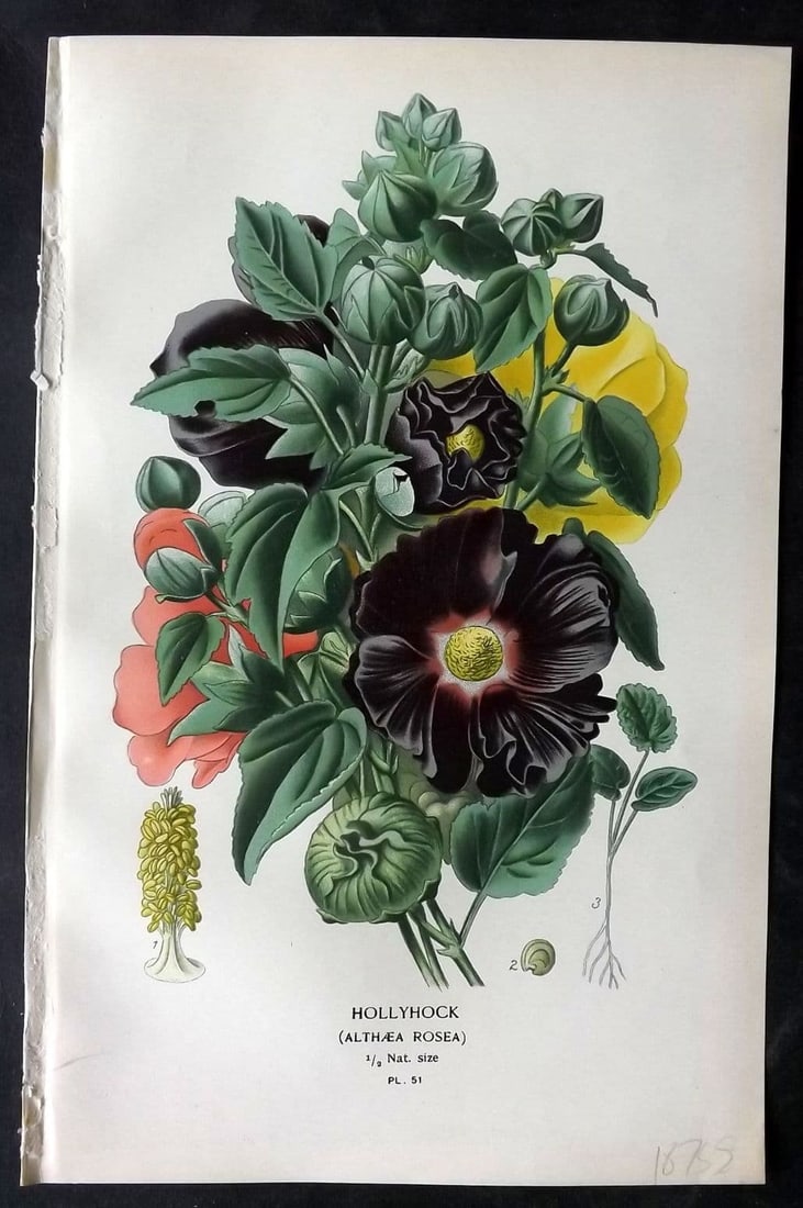 Step, Edward 1897 Antique Botanical Print. Hollyhock 51: Antique Chromolithograph Published 1896-97 by Frederick Warne & Co., London for "Favourite Flowers of Garden and Greenhouse" by Edward Step and William Watson. Paper Size: 9 x 6 inch (23 x 15cm) Good 