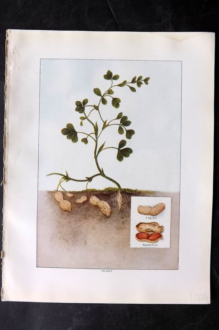 Ward, Artemas 1911 Antique Botanical Print. Peanut: Antique Offset Lithograph Published 1911, New York for "The Grocer's Encyclopedia" Compiled by Artemas Ward. Paper Size: 11 x 8 inch (28 x 21cm) Tiny water stain in edge of top margin. Good Condition
