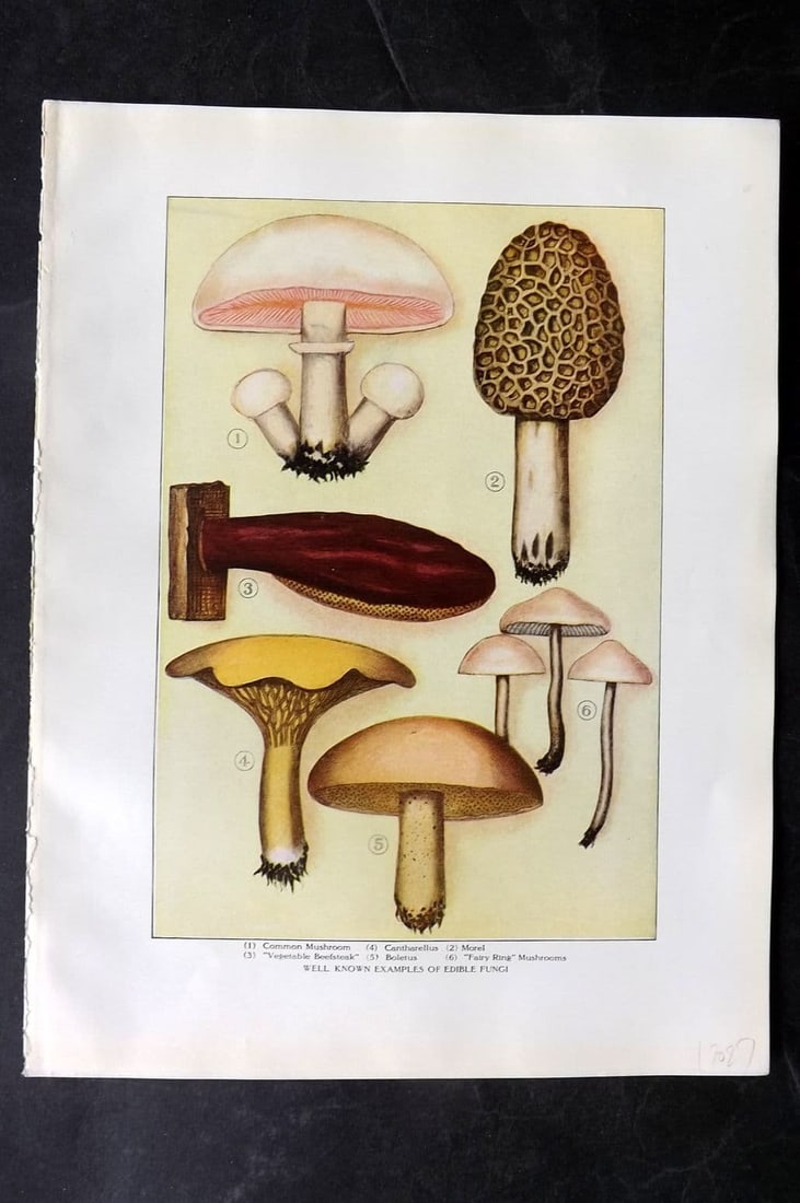 Ward, Artemas 1911 Antique Print. Edible Fungi - Mushroom, Cantharellus, Morel, Boletus (1 of 1)