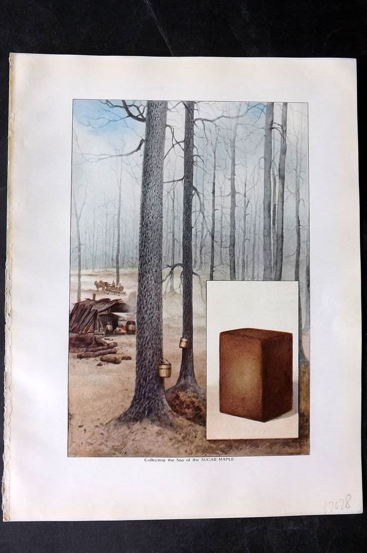 Ward, Artemas 1911 Antique Botanical Print. Collecting the Sap of the Sugar Maple (1 of 1)
