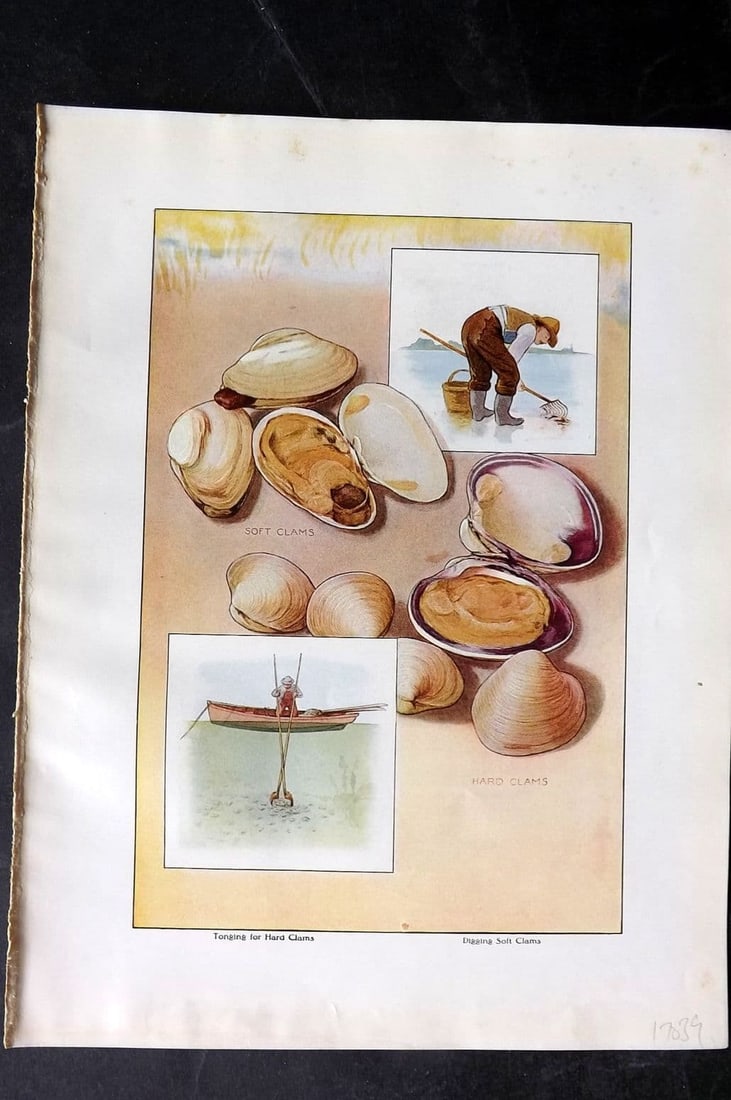 Ward, Artemas 1911 Antique Food Print. Toning and Digging for Clams: Antique Offset Lithograph Published 1911, New York for "The Grocer's Encyclopedia" Compiled by Artemas Ward. Paper Size: 11 x 8 inch (28 x 21cm) Very minor margin toning. Good Condition