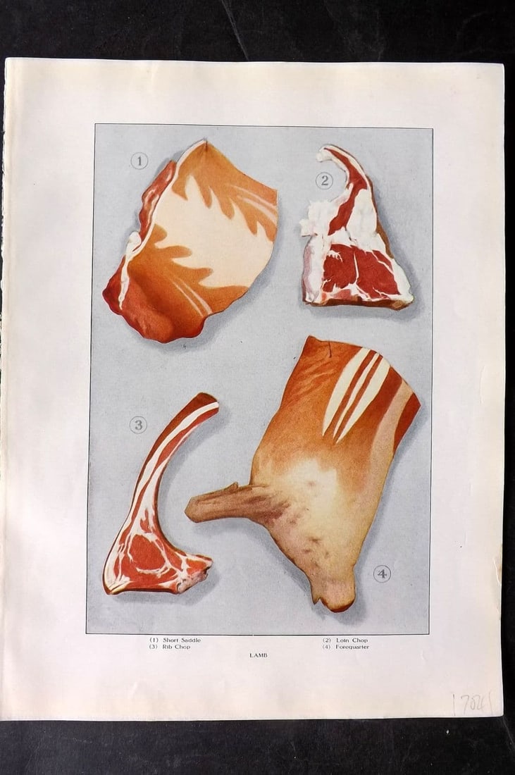 Ward, Artemas 1911 Food Print. Lamb - Saddle, Loin Chop, Rib Chop, Forequarter: Antique Offset Lithograph Published 1911, New York for "The Grocer's Encyclopedia" Compiled by Artemas Ward. Paper Size: 11 x 8 inch (28 x 21cm) Good Condition